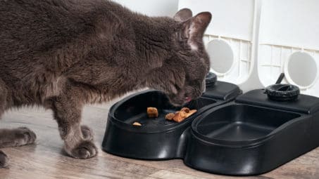 Automatic Pet Feeder Options for Cats & Dogs