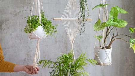 Hanging a Plant From the Ceiling: A Beginner's Guide