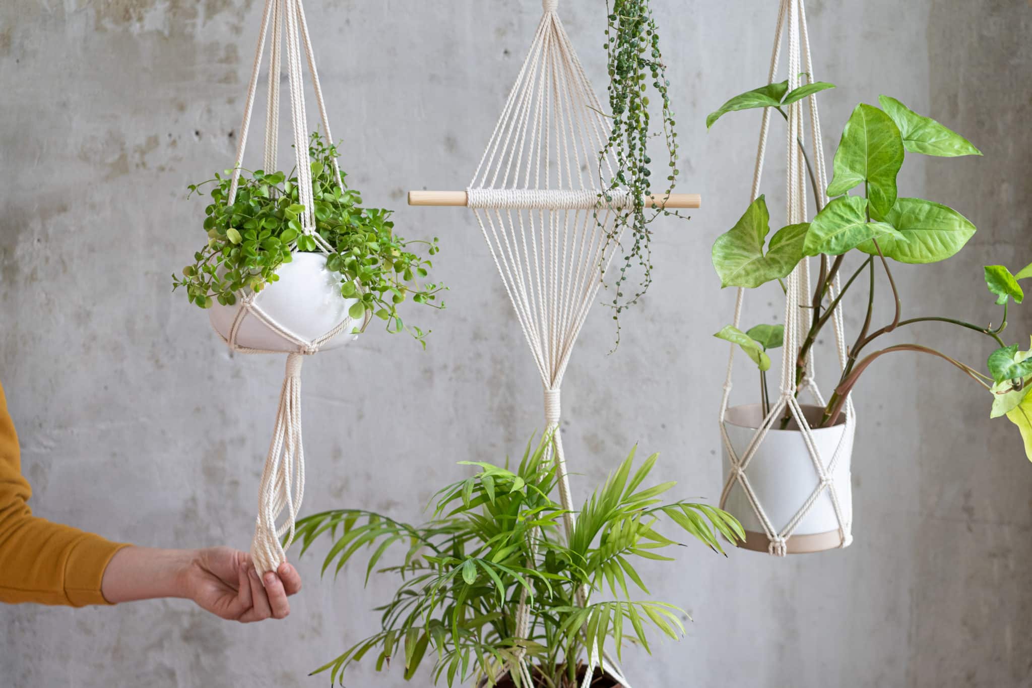 Hanging a Plant From the Ceiling: A Beginner’s Guide