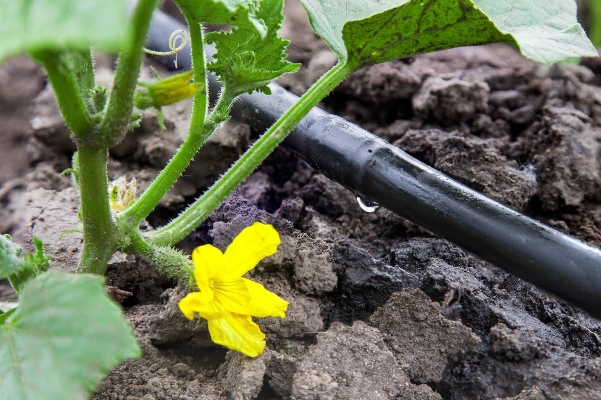 How to Pick the Perfect Drip Irrigation System