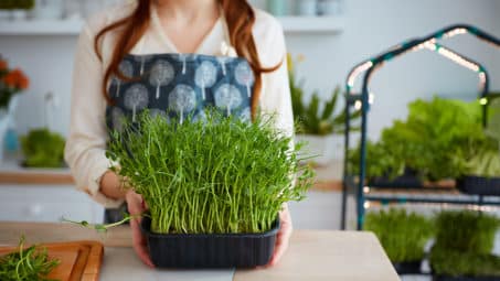 Tech to Help You Grow an Indoor Herb Garden
