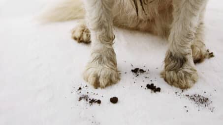 Carpet Cleaning and Pets: How to Get Out Common Stains