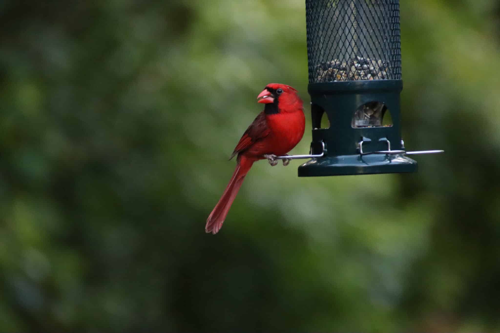 Set Up a Bird Watching Camera in Your Yard for Wildlife Fun
